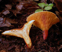 Hygrophoropsis aurantiaca, cross section.